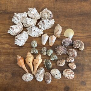 Selection Of Shells - A