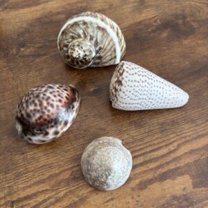 Selection Of Shells - B