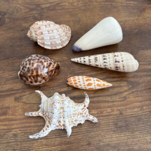 Selection Of Shells - C