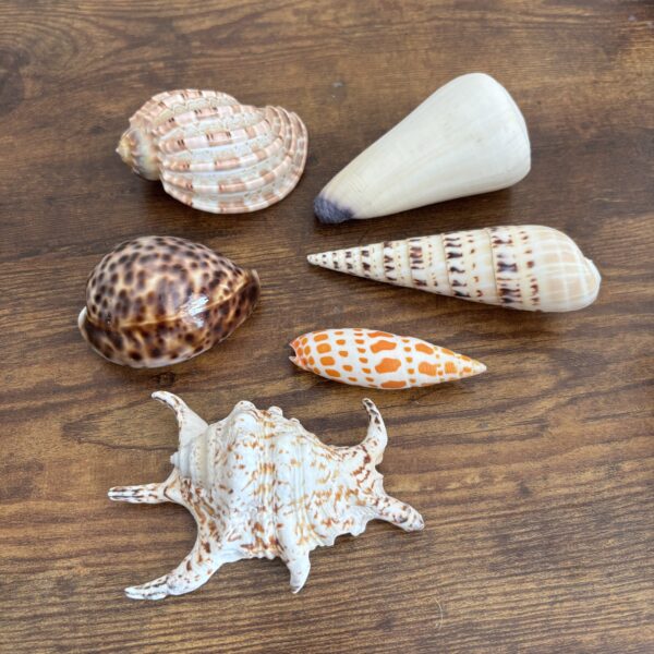 Selection Of Shells - C