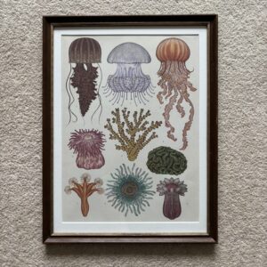 Jelly Fish Print
