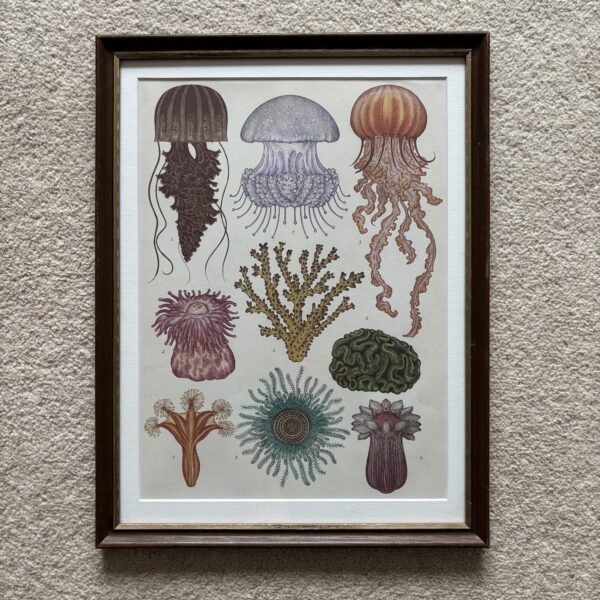 Jelly Fish Print