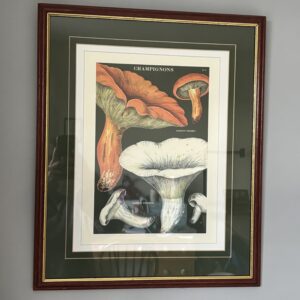 Mushrooms / Champignons  Framed Print
