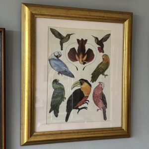 Vintage Birds Print Beautifully Framed