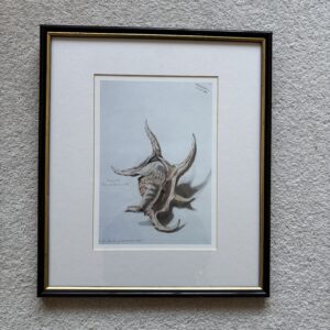 Spider Conch Shell The Devils Claw Framed Print