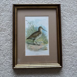 Framed Antique Chromolithograph Print Woodcock by A Thorburn