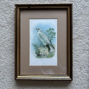 Framed Antique Chromolithograph Print Gyr Falcon by A Thorburn
