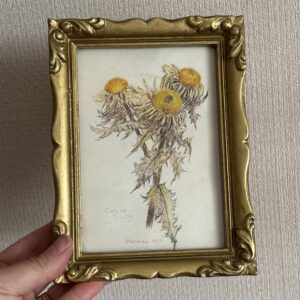 Carline Thistle - Small Framed Watercolour