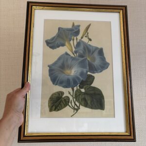 Botanical Framed Print Morning Glory