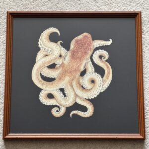 Framed Octopus Cut Out Picture