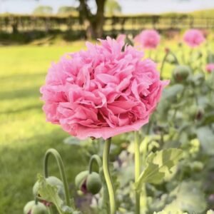 Pink Poppy Seeds