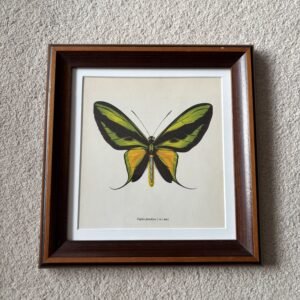 Framed Butterfly Print Papilio Paradisea