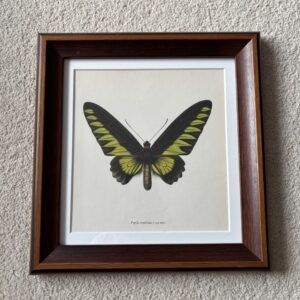Framed Butterfly Print Papilio Brookiana