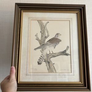Kestrel by John Morland Framed Print